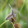 Longhorn beetle (Agapanthia villosoviridescens)  Alan Prowse